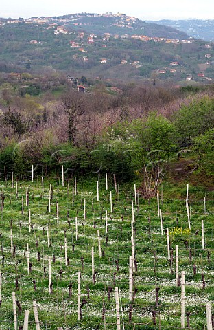 Fiano vineyard of Ciro Picariello Summonte Campania Italy Fiano di Avellino