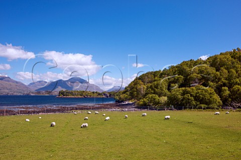 Sheep in field by Loch Shieldaig Applecross Peninsula Ross and Cromarty Scotland