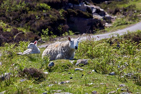 Ewe and lamb Applecross Peninsula Ross and Cromarty Scotland