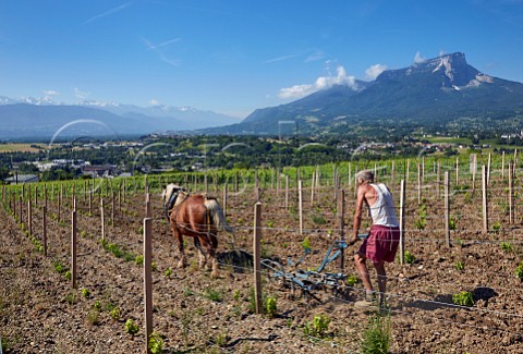 Pierre Gallet and his Comtoise horse ploughing new Bergeron vineyard of Domaine Gilles Berlioz view over to Apremont Abymes and Mont Granier Chignin Savoie France Chignin