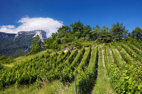 Organic Persan vineyard of Domaine Giachino with Mont Granier in distance  Chapareillan Savoie France  Apremont