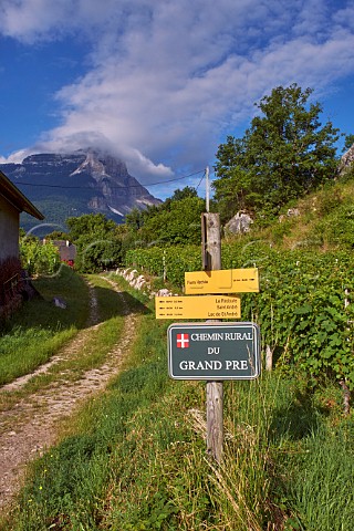 Vineyard road near StAndr with Mont Granier in distance  Savoie France Apremont