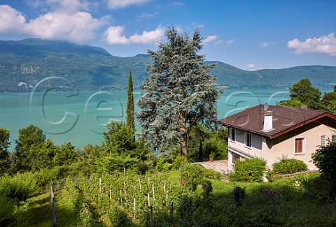 Vineyard in the garden of a house above Lac de Bourget Brison Savoie France