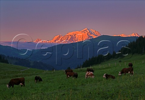 Abondance cows in meadow on the Col des Aravis altitude 1486m with Mont Blanc 40km in distance lit by the setting sun  Near La Clusaz HauteSavoie France