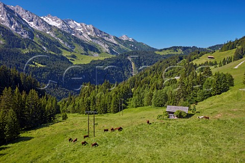 Abondance cows in meadow above Le Grand Bornand HauteSavoie France