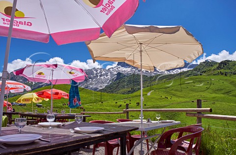 Restaurant terrace at Col des Annes with Abondance cows in the meadow beyond Le Grand Bornand HauteSavoie France