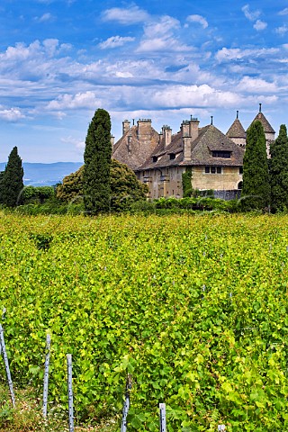Chteau de Ripaille and its vineyard ThononlesBains HauteSavoie France