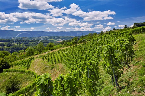Mondeuse vineyard of Domaine Lupin above the Usses River Frangy HauteSavoie France