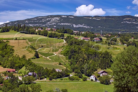Altesse vineyards of Domaine Lupin Frangy HauteSavoie France  Roussette de Savoie cru Frangy