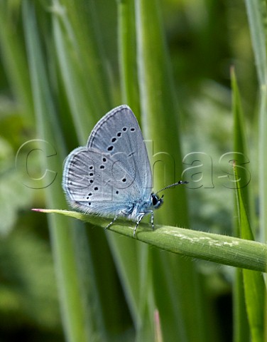 Small Blue butterfly perched on grass  Howell Hill nature reserve Ewell Surrey England