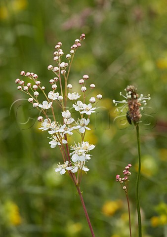 Dropwort flowers and Ribwort Plantain  Hurst Meadows West Molesey Surrey England