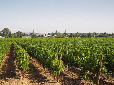 Vineyard and winery of Bacalhoa Vinhos de Portugal Azeito Portugal