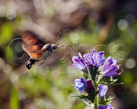 Hummingbird Hawkmoth nectaring on Vipers Bugloss Near Chambery Savoie France