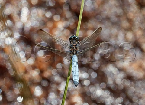 Keeled Skimmer dragonfly perched on reed Thursley Common Surrey England