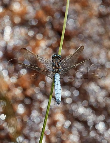 Keeled Skimmer dragonfly perched on reed Thursley Common Surrey England