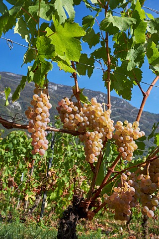 Jacqure grapes in vineyard of JeanFranois Quenard Chignin Savoie France