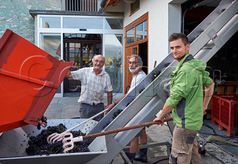 Philippe Franois and Sylvain Tiollier with harvested Mondeuse grapes arriving at their winery Domaine de LIdylle Cruet Savoie France