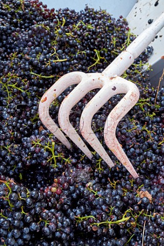 Harvested Mondeuse grapes arriving at winery of Domaine de LIdylle Cruet Savoie France