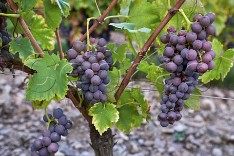 Mondeuse Grise grapes in vineyard of Maison Philippe Grisard StPierre dAlbigny Savoie France