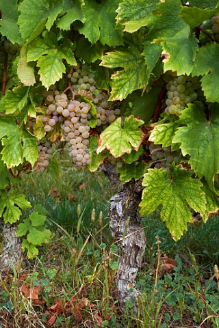 Jacqure grapes in vineyard of Cellier du Palais Apremont Savoie France Cru Apremont