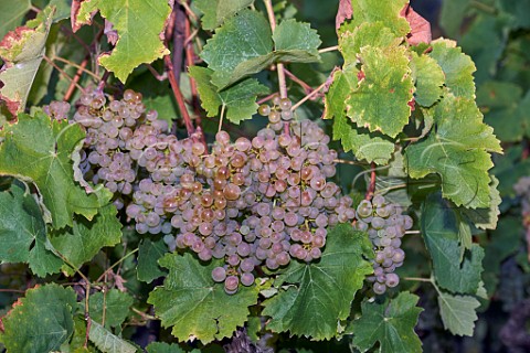 Gringet grapes in vineyard of Domaine Belluard Le Feu Ayze HauteSavoie France