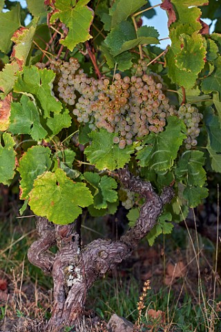Gringet grapes on old vine of Domaine Belluard Le Feu Ayze HauteSavoie France