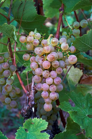 Gringet grapes in vineyard of Domaine Belluard Le Feu Ayze HauteSavoie France