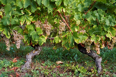 Jacqure grapes in vineyard of Cellier du Palais Apremont Savoie France Cru Apremont