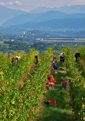 Harvesting Persan grapes in vineyard of Domaine Giachino La Palud Chapareillan Savoie France