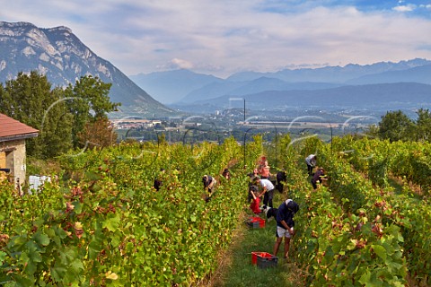 Harvesting Persan grapes in vineyard of Domaine Giachino La Palud Chapareillan Savoie France