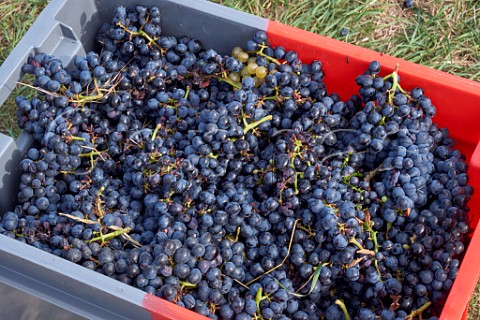 Crate of harvested Persan grapes in vineyard of Domaine Giachino La Palud Chapareillan Savoie France