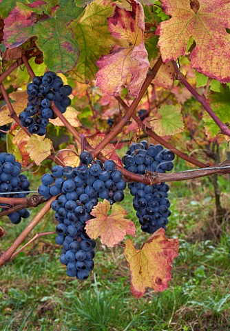 Douce Noire grapes in vineyard of Domaine Giachino La Palud Chapareillan Savoie France