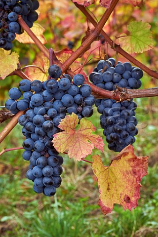 Douce Noire grapes in vineyard of Domaine Giachino La Palud Chapareillan Savoie France