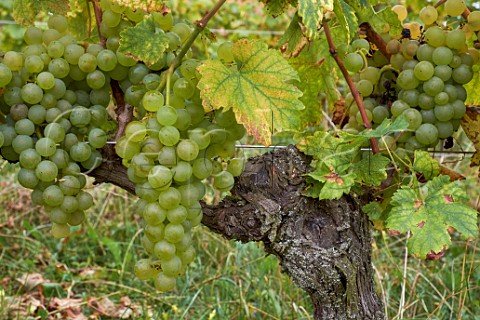 Chasselas grapes in vineyard of Les Vignes de Paradis Marcorens Ballaison HauteSavoie France  Cru Crpy