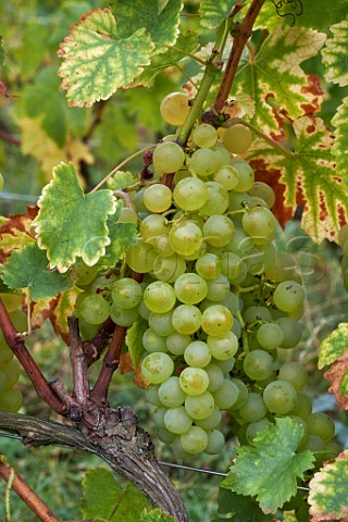Chasselas grapes in vineyard of Les Vignes de Paradis Marcorens Ballaison HauteSavoie France  Cru Crpy
