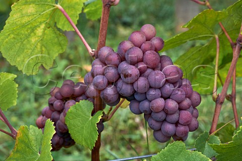 Pinot Gris grapes in vineyard of Les Vignes de Paradis Marcorens Ballaison HauteSavoie France  IGP Vin des Allobroges
