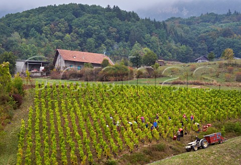 Harvesting Gringet grapes in vineyard of Domaine Belluard  Ayze HauteSavoie France