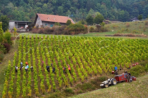 Harvesting Gringet grapes in vineyard of Domaine Belluard  Ayze HauteSavoie France