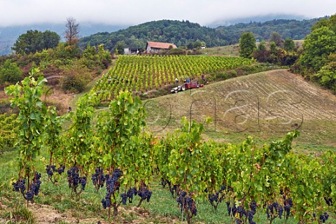 Mondeuse vines trained sur chalas with beyond pickers harvesting Gringet grapes Domaine Belluard Ayze HauteSavoie France