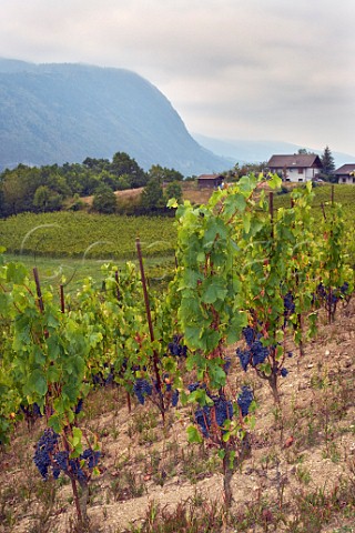 Mondeuse vines trained sur chalas in vineyard of Domaine Belluard Ayze HauteSavoie France