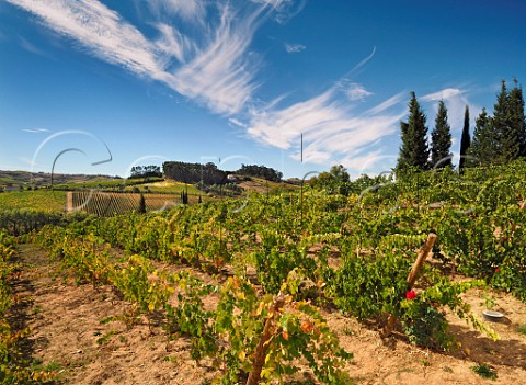 Vineyards of Casa Santos Lima  Merceana Estremadura Portugal  Alenquer