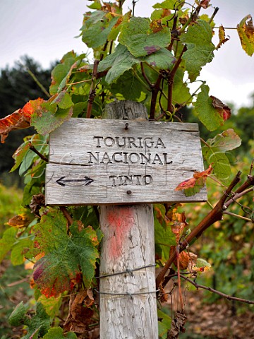 Touriga Nacional vineyard of Casal Santa Maria Colares Estremadura Portugal