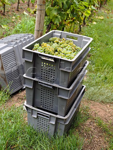 Crates of harvested Arinto grapes in vineyard of Casal Santa Maria Colares Estremadura Portugal   Colares