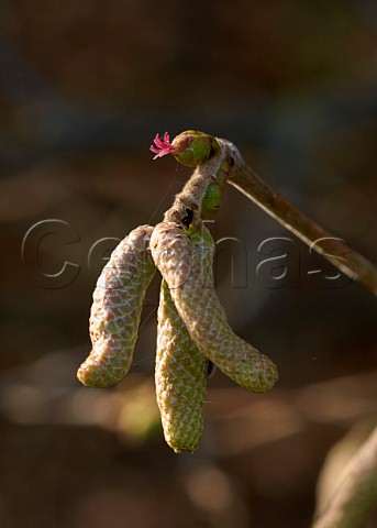 Hazel catkins male and flowers female in December   Hurst Meadows West Molesey Surrey England