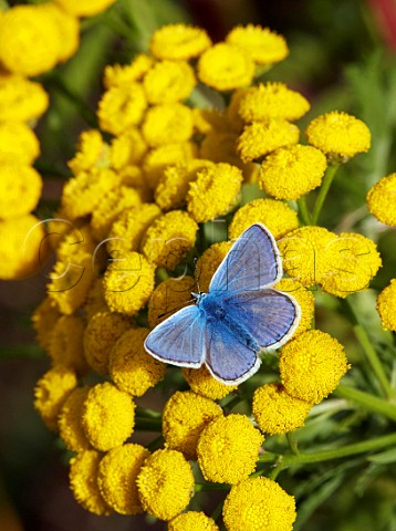 Common Blue nectaring on Tansy flowers Hurst Park West Molesey Surrey UK