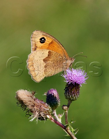 Meadow Brown nectaring on thistle Hurst Park West Molesey Surrey UK