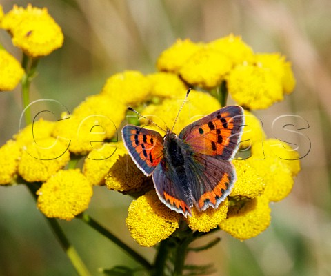 Small Copper nectaring on Tansy flowers Hurst Park West Molesey Surrey UK