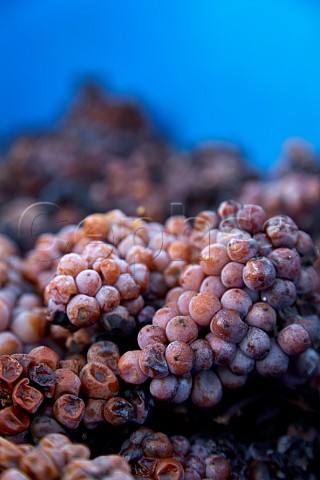 Gewrztraminer grapes picked when frozen for Icewine temperature 12C Malivoire Wine Company Beamsville Ontario Canada  Niagara Peninsula