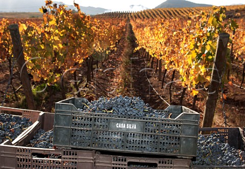 Crate of harvested Carmnre grapes in Los Lingues vineyard of Casa Silva Colchagua Chile