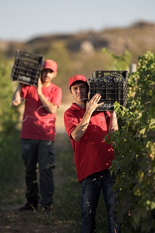 Picking Malbec grapes in Valle Azul vineyard of Bodega Noemia Rio Negro Patagonia Argentina